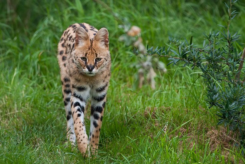 Serval : Tierpark Blijdorp von Loek Lobel