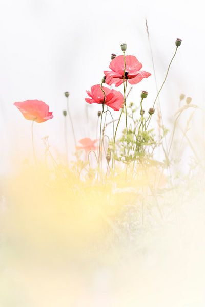 Poppies in the field by Bob Daalder