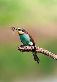 De bijeneter van Janne van der Pal