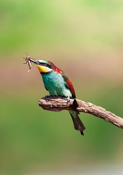 The bee-eater by Janne van der Pal