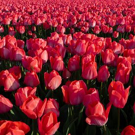 Volle rote Tulpen von Yvonne Verlaan