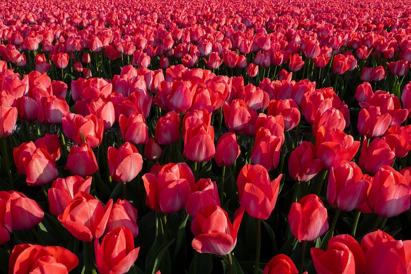 Volle rote Tulpen von Yvonne Verlaan