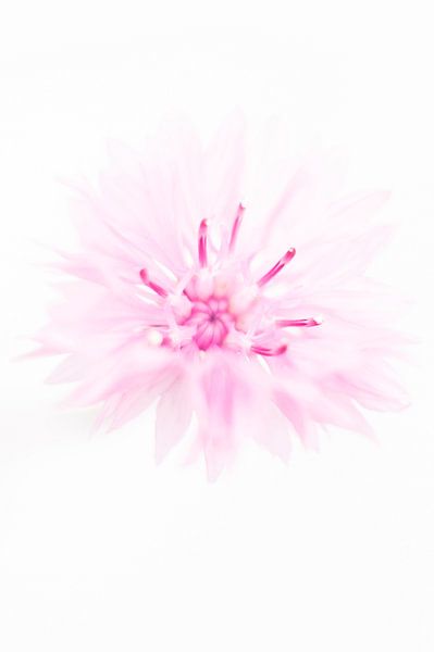 Korenbloem in high key van Minie Drost