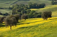 Olive grove in Tuscany van Andreas Müller thumbnail