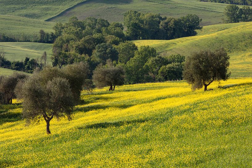 Olive grove in Tuscany van Andreas Müller