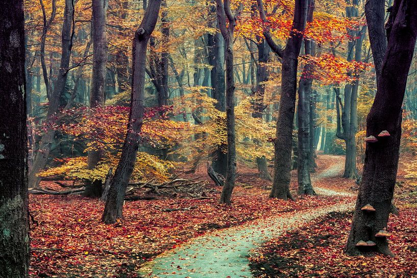 The Path to Walk van Lars van de Goor