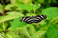 Macrofoto van de zebravlinder van Thomas Poots thumbnail