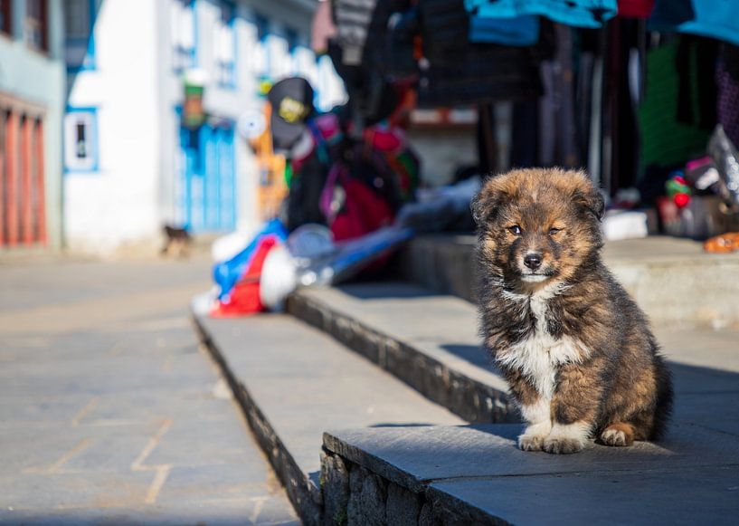 Puppy dog is enjoying the morning sun in Lukla by Ton Tolboom