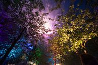 Evening Colors in the Trees van Brian Morgan thumbnail