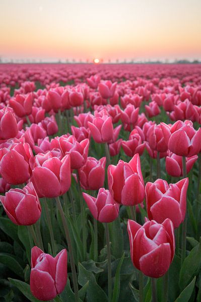 Tulips in the Netherlands by Peter de Jong