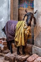 Koninklijke Geit, New Delhi, India