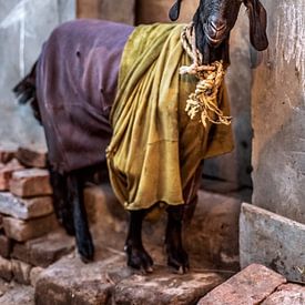 Royal Goat, New Delhi, India by Leonie Broekstra