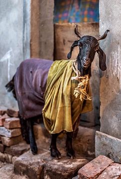 Royal Goat, Neu-Delhi, Indien von Leonie Broekstra