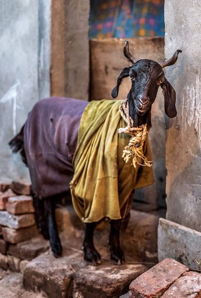 Chèvre royale, New Delhi, Inde par Leonie Broekstra