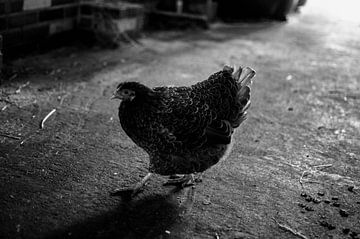 Kip zwart wit van Tom Poelstra