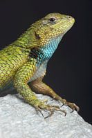 Smaragdstechrochen (Sceloporus malachiticus)