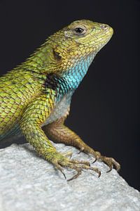 Raie émeraude (Sceloporus malachiticus)
