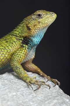 Smaragd Stekelleguaan (Sceloporus malachiticus) van Ronald Pol