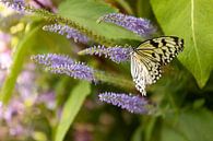 Tropische vlinder op bloem par Marijke van Eijkeren Aperçu