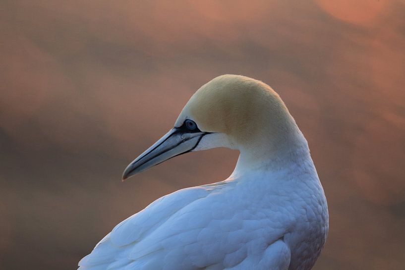 Basstölpel Insel  Helgoland Deutschland von Frank Fichtmüller