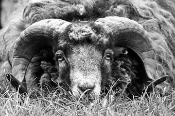 Moutons d'Ouessant sur Sabine Bouwmeester