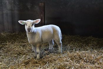 Lammetje in de stal