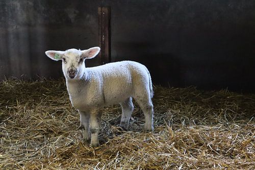 Lammetje in de stal