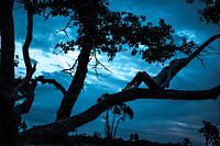 The tree