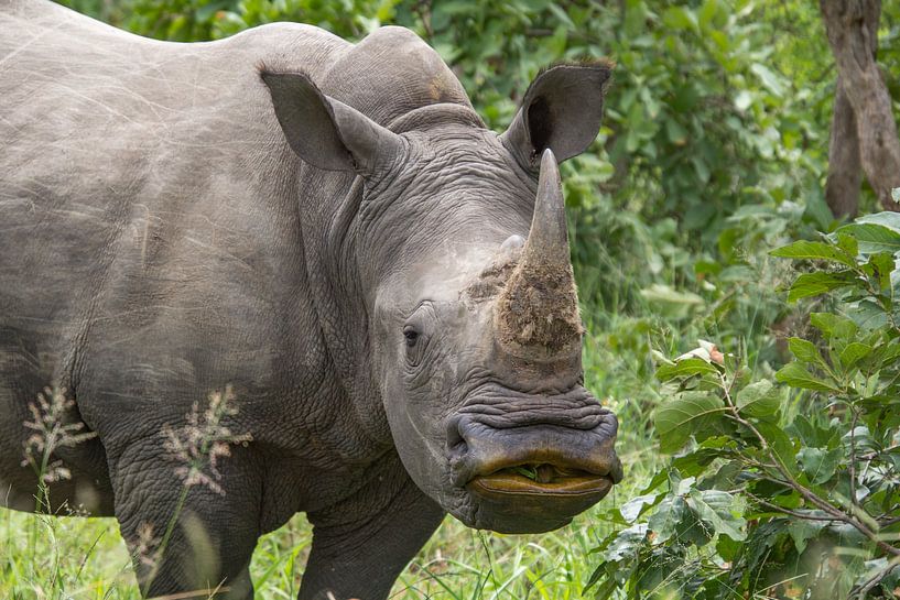 Kiss? by Marijke Arends-Meiring