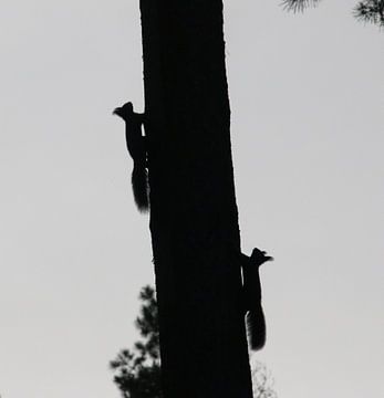 Eichhörnchen auf einem Baum von Yana Koolen