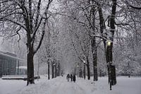Winterse wandeling in de sneeuw tussen de bomen