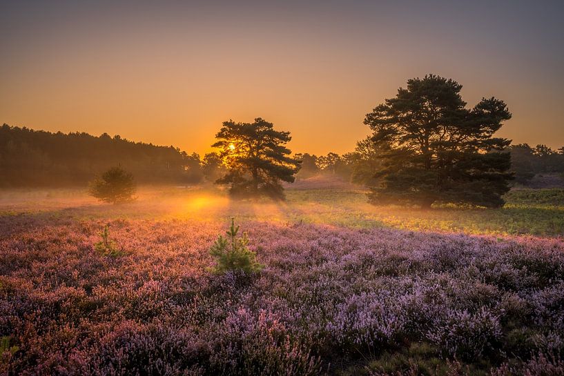 Brunssummerheide Sunrise by Maurice Meerten