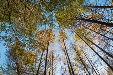 Baumkronen in einem Wald auf der Veluwe (Gelderland) von Laura V