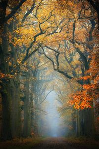 Boslaan in herfstkleuren van Antoine van de Laar