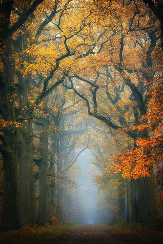 Forest path in autumn colours by Antoine van de Laar