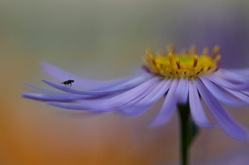 Schoonheid is overal van Monique Visser
