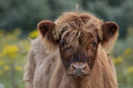 Portrait of a young highlander by Bas Ronteltap