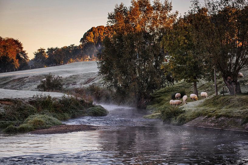 Sheep @ Watermolen Wijlre by Rob Boon