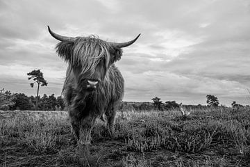 Fierce Scottish highlander black and white by Sandra van Kampen