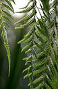 fern by Martina Weidner thumbnail