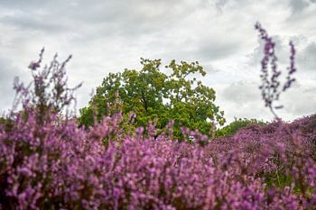 Heidelandschaft mit Baum unter bewölktem Himmel