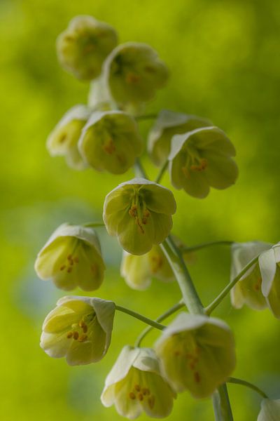 Bloemetjes van Albert Mendelewski