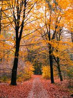 herfst 17