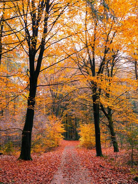 herfst 17 van snippefotografie