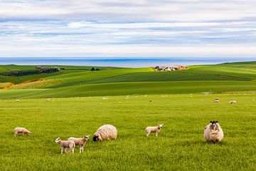 Flock of sheep grazing in Scotland by Werner Dieterich