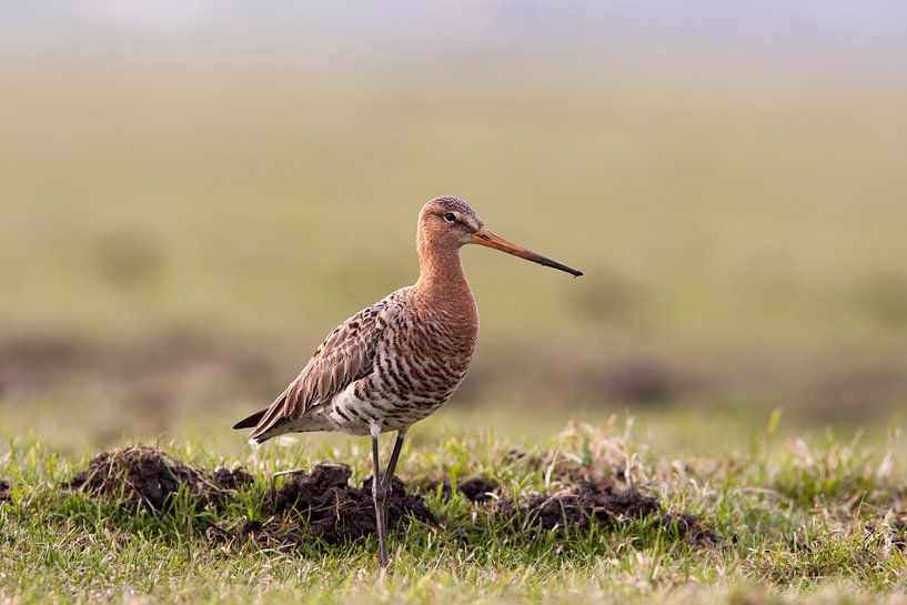 Grutto in het weiland van Klaas Hollebeek