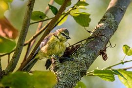 nieuwsgierig in de boom von claes touber
