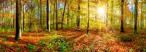 Herbstlicher Wald mit strahlender Morgensonne von Günter Albers