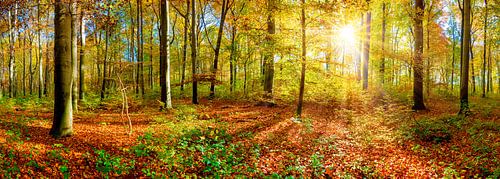 Herfstbos met felle ochtendzon van Günter Albers