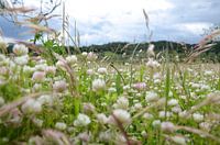 Prairie fleurie